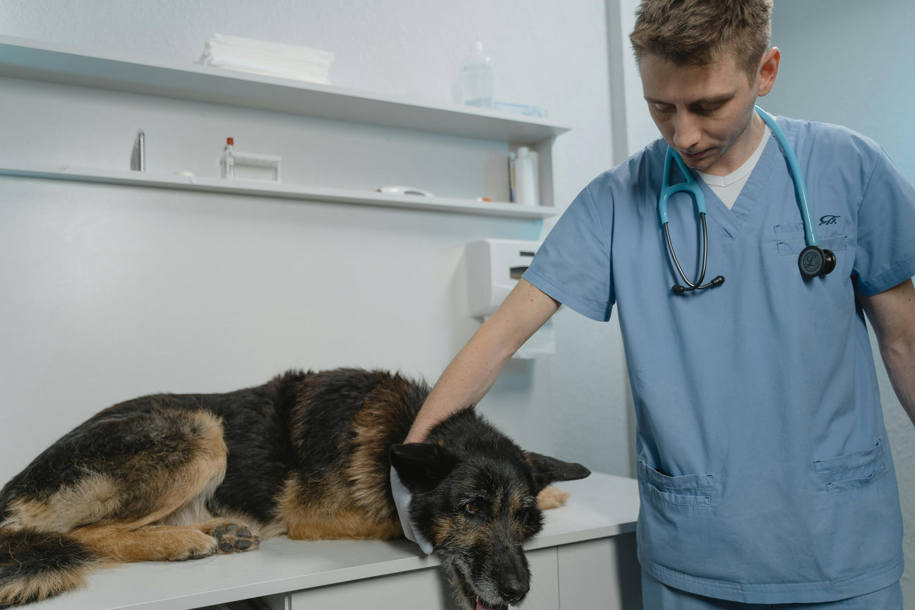 Veterinärmedizin