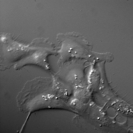 Zytologie und Gynäkologie