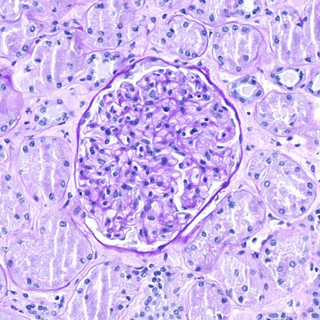 Pathologie und Histologie