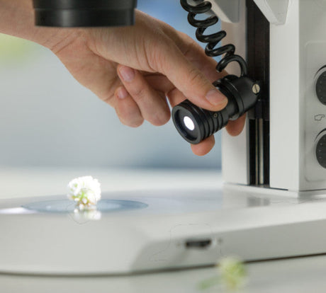 ASKANIA Mikroskoptechnik ZEISS Stemi 355 Doc Stereomikroskop mit LED-Auflicht zur Untersuchung einer kleinen Blüte