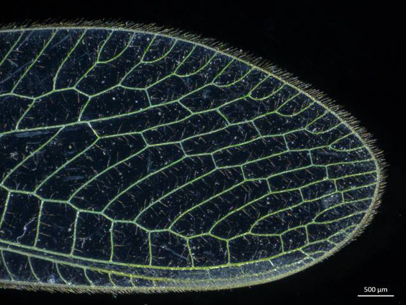 Insect wing, magnified